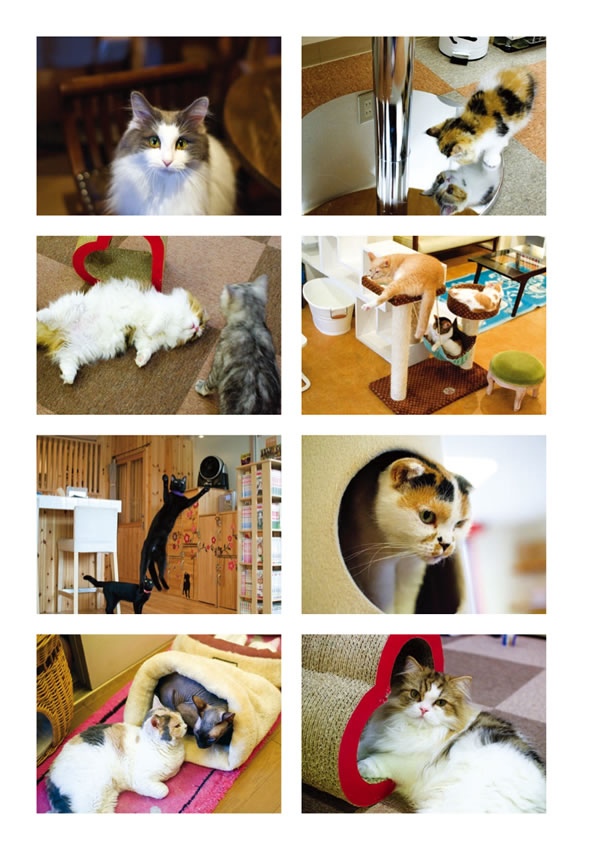 動物カフェ