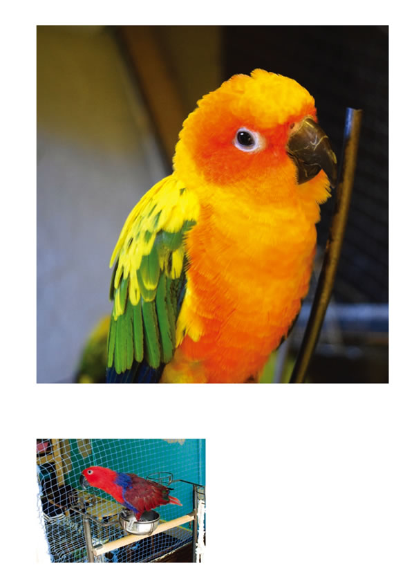 動物カフェ