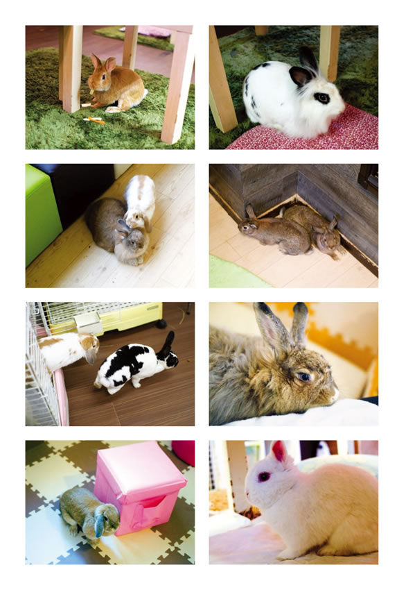 動物カフェ