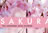 SAKURA/日本写真集・ガイドブック/IBCパブリッシング)