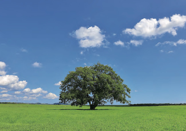 ハルニレ　THE ELM TREE/日本写真集・ガイドブック/IBCパブリッシング)